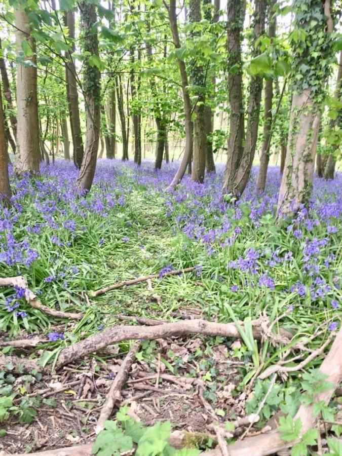 Holly Cottage, Hidden Gem In The Yorkshire Wolds Welton  Εξωτερικό φωτογραφία
